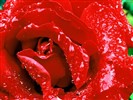 Rose Photo Wallpaper (1) #29