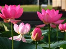 Beautiful lotus wallpaper