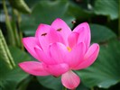 Beautiful lotus wallpaper #2