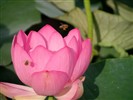 Beau fond d'écran de lotus #4
