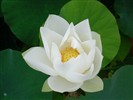 Beautiful Lotus Wallpaper #9