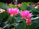 Beautiful Lotus Wallpaper #10