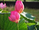 Beau fond d'écran de lotus #14