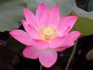 Beautiful Lotus Wallpaper #15