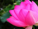 Beautiful lotus wallpaper #18