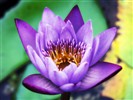 Beautiful Lotus Wallpaper #19