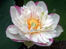 Beau fond d'écran de lotus #20