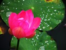 Beautiful lotus wallpaper #21