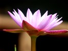 Beautiful lotus wallpaper #24