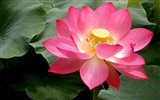 Beautiful lotus wallpaper #25