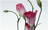 Flower Hintergrundbilder Selection (1) #2