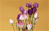 Flower Desktop Wallpaper Selection (1) #3