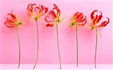 Květ Tapety na plochu výběr (2) #5