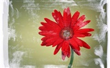 Květ Tapety na plochu výběr (2) #13