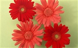 Flower Desktop Wallpaper Selection (2) #16