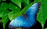 Butterfly Photo Wallpaper (2)