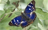 Butterfly Photo Wallpaper (2) #6