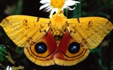 Butterfly Foto tapety (2) #7