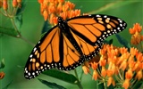 Butterfly Photo Wallpaper (2) #8