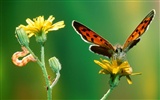 Fondo de pantalla de fotos de Mariposas (2) #9