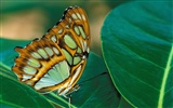 Fondo de pantalla de fotos de Mariposas (2) #10