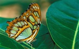 Butterfly Photo Wallpaper (2) #10