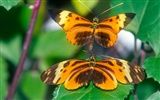 Butterfly Photo Wallpaper (2) #12