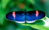 Butterfly Foto tapety (2) #13