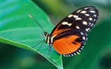 Butterfly Foto tapety (2) #15