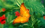 Butterfly Photo Wallpaper (2) #19