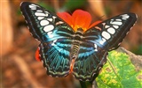 Butterfly Foto tapety (2) #20