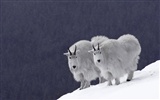 动物壁纸合集(一)2,羊