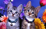 Cats Photo Wallpaper #7