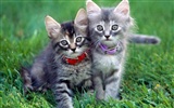 Кошки Фото обои #9