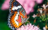 Butterfly Photo Wallpaper (1) #1