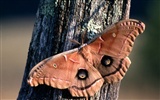 Butterfly Photo Wallpaper (1) #2