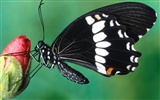 Butterfly Photo Wallpaper (1) #3