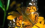 Fondo de pantalla de fotos de mariposas (1) #4