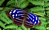 Fondo de pantalla de fotos de mariposas (1) #6