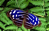 Butterfly Photo Wallpaper (1) #6