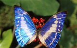 나비 사진 배경 (1) #8