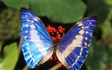 Butterfly Photo Wallpaper (1) #8