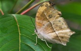 Fondo de pantalla de fotos de mariposas (1) #10