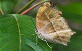 Butterfly Photo Wallpaper (1) #10