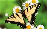 Butterfly Photo Wallpaper (1) #11