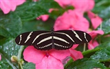 Butterfly Photo Wallpaper (1) #12