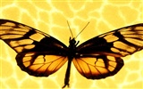 Butterfly Photo Wallpaper (1) #13