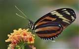 Butterfly Photo Wallpaper (1) #14