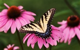 Fondo de pantalla de fotos de mariposas (1) #15