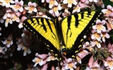 Butterfly Photo Wallpaper (1) #16